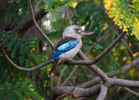Lake Kununurra Walking Trail